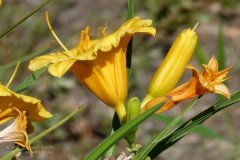 風(fēng)途科技：種植黃花菜需要什么氣候條件？
